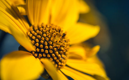 entrance_feng_shui_yellow_flower